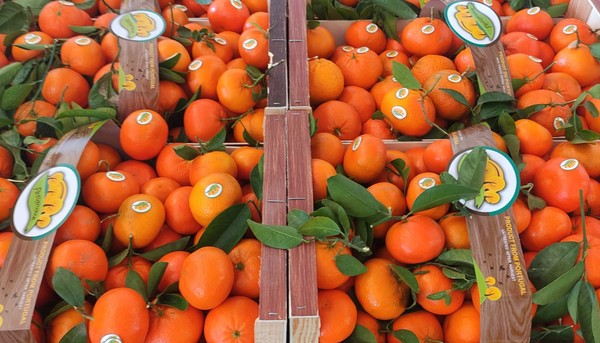 Murcott mandarine
